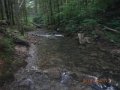fowlers hollow.Laural run 06-09-14 083